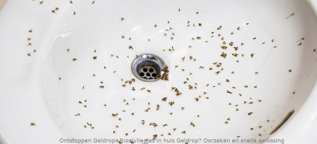 Rioolvliegjes in huis Geldrop? Oorzaken en snelle oplossing